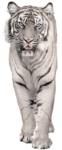 Скачать PNG картинку на прозрачном фоне белый полосатый, ходьба вперед тигр