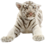 Скачать PNG картинку на прозрачном фоне белый полосатый, лежит, морда и лапки тигр,