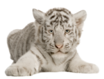 Скачать PNG картинку на прозрачном фоне белый полосатый тигр лежит