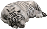 Скачать PNG картинку на прозрачном фоне белый тигр, спит, глаза закрыты