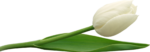 Скачать PNG картинку на прозрачном фоне Белый тюльпан лежит