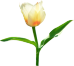 Скачать PNG картинку на прозрачном фоне Белый тюльпан раскрывается с листьями
