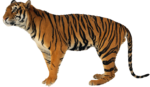 Скачать PNG картинку на прозрачном фоне боком, вправо тигр, рисунок, нарисованный