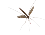 Скачать PNG картинку на прозрачном фоне Большой комар, вид сверху