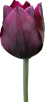 Скачать PNG картинку на прозрачном фоне Бордовый частично открытый тюльпан