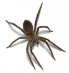 Скачать PNG картинку на прозрачном фоне Бразильский странствующий паук, вид сверху, светлый