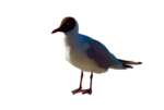 Скачать PNG картинку на прозрачном фоне чайка, боком, вправо, вперед
