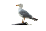 Скачать PNG картинку на прозрачном фоне чайка, на куске дерева, сбоку, справа