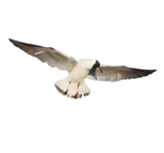 Скачать PNG картинку на прозрачном фоне чайка, нарисиванная, красивый полет