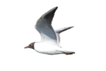 Скачать PNG картинку на прозрачном фоне чайка, нарисиванная, полет, боком