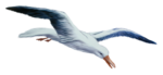 Скачать PNG картинку на прозрачном фоне чайка, нарисиванная, полет по наклону