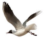 Скачать PNG картинку на прозрачном фоне чайка, нарисиванная, полет, сбоку, вправо, взмах