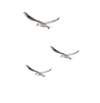 Скачать PNG картинку на прозрачном фоне чайка, нарисиванная, полет троих