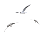 Скачать PNG картинку на прозрачном фоне чайка, нарисиванная, полет троих, спереди, сзади