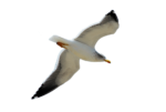 Скачать PNG картинку на прозрачном фоне чайка, нарисиванная, полет вниз, наклон