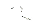 Скачать PNG картинку на прозрачном фоне чайка, нарисиванная, вид издалека, полет троих