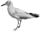 Скачать PNG картинку на прозрачном фоне чайка, нарисиванная, вправо