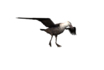 Скачать PNG картинку на прозрачном фоне чайка, нарисованная, полет