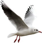 Скачать PNG картинку на прозрачном фоне чайка, отрывается от земли или воды