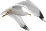 Скачать PNG картинку на прозрачном фоне чайка, полет, крылья вперед