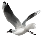 Скачать PNG картинку на прозрачном фоне чайка, полет, сбоку, вправо