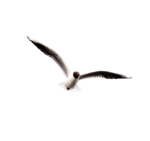 Скачать PNG картинку на прозрачном фоне чайка, полет, вид спереди