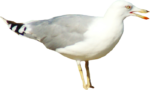 Скачать PNG картинку на прозрачном фоне чайка, раскрыв клюв, слева, сбоку