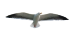 Скачать PNG картинку на прозрачном фоне чайка, расправив крылья, полет