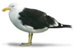Скачать PNG картинку на прозрачном фоне чайка, рисунок, боком, вправо, тень