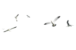 Скачать PNG картинку на прозрачном фоне чайка, рисунок, вид из далека, полет нескольких