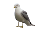 Скачать PNG картинку на прозрачном фоне чайка, вид спереди, небольшой