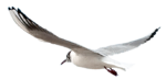 Скачать PNG картинку на прозрачном фоне чайка,нарисиванная, полет, вид сзади