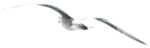 Скачать PNG картинку на прозрачном фоне чайка,нарисиванная, полет, вид сзади, чуть опущены крылья
