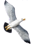 Скачать PNG картинку на прозрачном фоне чайка,нарисиванная, вид снизу