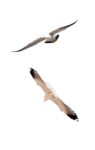 Скачать PNG картинку на прозрачном фоне чайки, полет двоих, верх и вниз