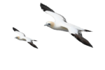 Скачать PNG картинку на прозрачном фоне чайки, рисунок, полет двоих