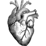 Скачать PNG картинку на прозрачном фоне Человеческое сердце нарисованное карандашом