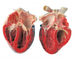 Скачать PNG картинку на прозрачном фоне Человеческое сердце в разрезе