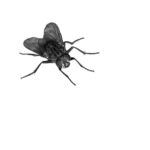 Скачать PNG картинку на прозрачном фоне Черная муха, вид сверху