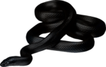Скачать PNG картинку на прозрачном фоне Черная змея
