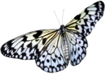 Скачать PNG картинку на прозрачном фоне Черно-белая бабочка