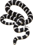 Скачать PNG картинку на прозрачном фоне Черно-белая полосатая змея