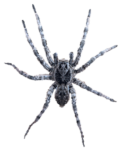 Скачать PNG картинку на прозрачном фоне Черно-белый мохнатый паук