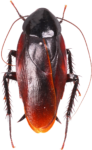 Скачать PNG картинку на прозрачном фоне Черно-коричневый таракан, вид сверху