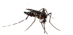 Скачать PNG картинку на прозрачном фоне Черный комар с белыми пятнами, вид спереди