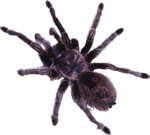 Скачать PNG картинку на прозрачном фоне Черный мохнатый паук птицеед, вид сверху