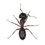 Скачать PNG картинку на прозрачном фоне Черный муравей, вид сверху