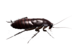 Скачать PNG картинку на прозрачном фоне Черный нарисованный таракан