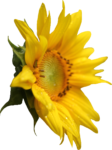 Скачать PNG картинку на прозрачном фоне Цветок подсолнуха, вид дсбоку