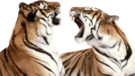 Скачать PNG картинку на прозрачном фоне друг на друга рычание, тигры